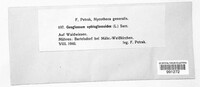 Geoglossum glabrum image
